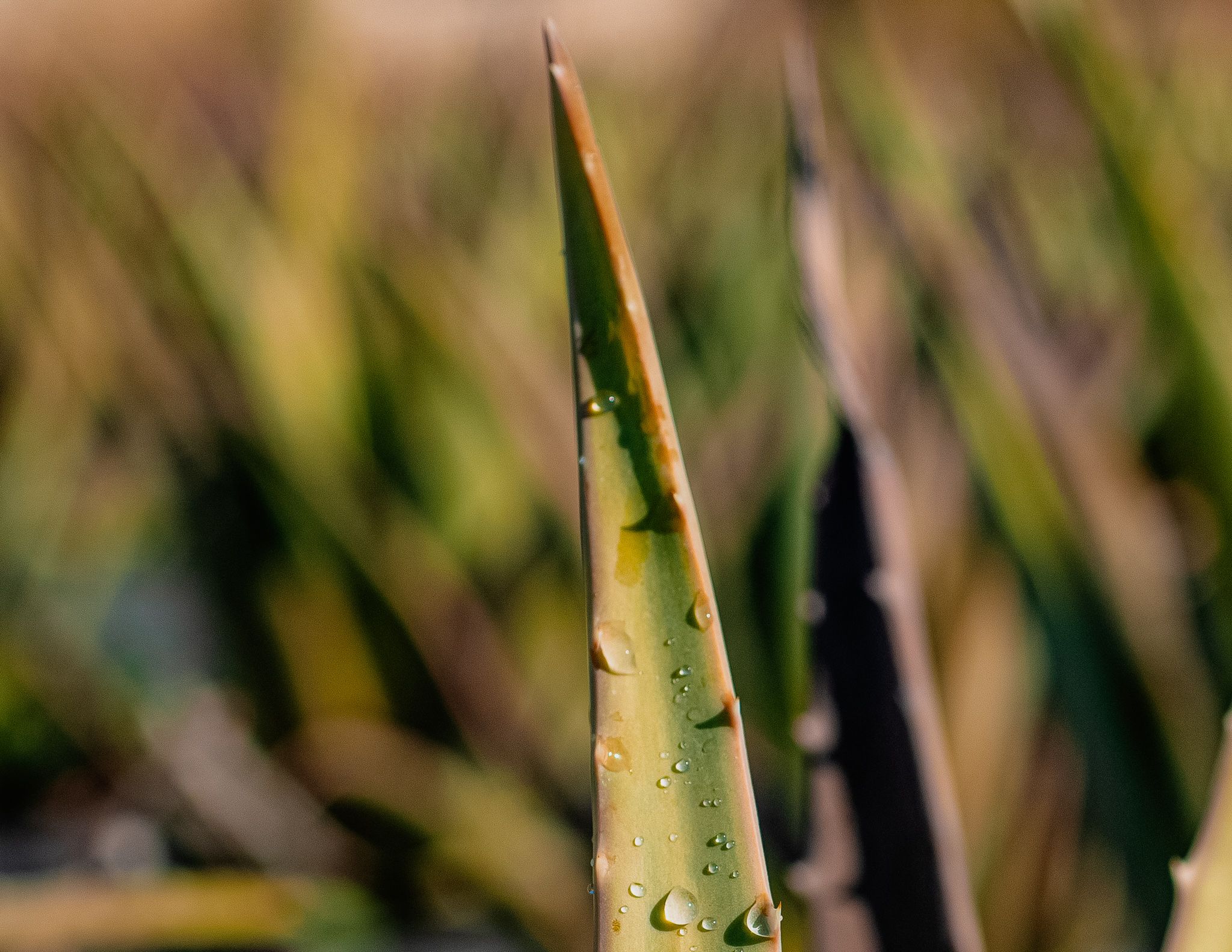 Plantas aloe vera