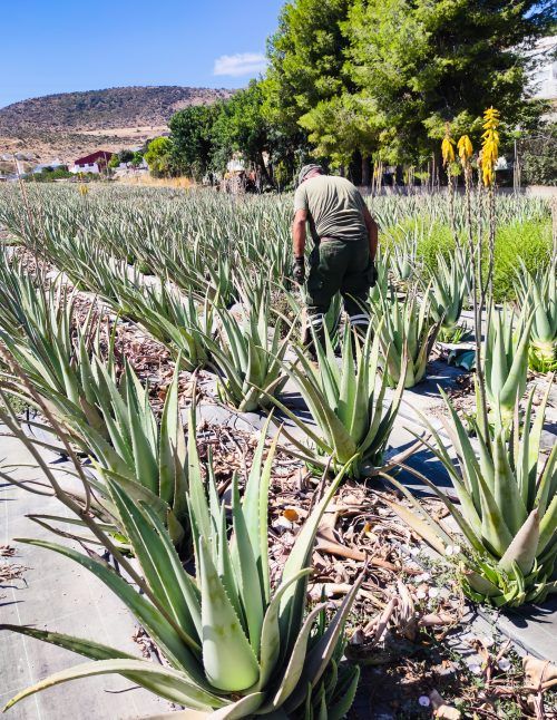 Plantacion aloe vera